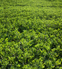 Vicia faba, a field, focus on field the flowering plant