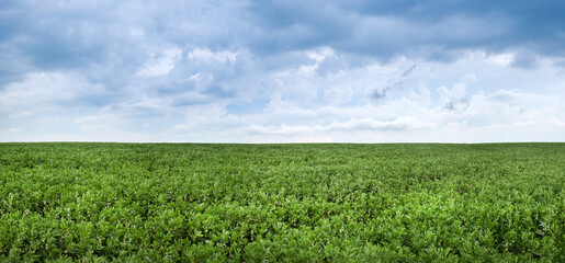 Fototapeta na wymiar green bean field close-up with dark stormy sky with clouds