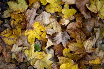 Otoño