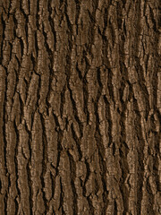 old tree texture