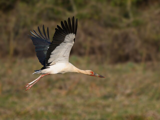 Maguari Stork taking off from the field