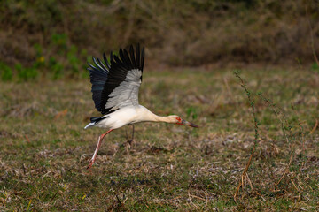 Maguari Stork taking off from the field