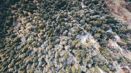 Aerial high angle view of green coniferous forest covered with snow. Winter landscape with evergreen trees, view from above. Abstract natural background.