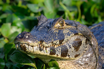 Caiman sunbathing on the pond with green vegetation, closeup portrait