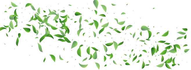 Olive Leaf Wind Vector Panoramic White Background