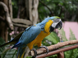 one of the animals in the zoo for education