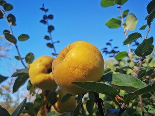 Ripe yellow quince fruits grow on quince tree with green foliage in autumn garden