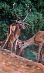 Red Deer, Cervus elaphus, Rutting Season, MonfragÃ¼e National Park, SPA, ZEPA, Biosphere Reserve,...