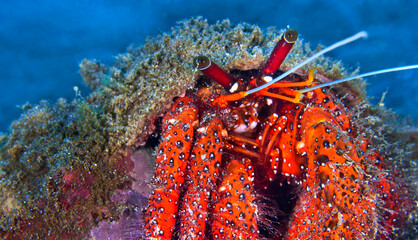 White Spotted Hermit Crab, Left-handed Hermit Crab, Dardanus megistos, Coral Reef, Lembeh, North Sulawesi, Indonesia, Asia