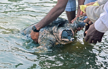 Some people are petting rare species of turtles by lifting them out of the water. Nilssonia nigricans An extremely rare and critically endangered species of turtle recognized internationally.