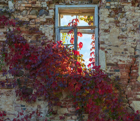 Grapes on the wall of the house. Autumn landscape of grapes with red leaves around the window.