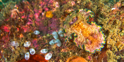 Fototapeta na wymiar Sea Slug, Dorid Nudibranch, Chromodoris sp., Coral Reef, Lembeh, North Sulawesi, Indonesia, Asia
