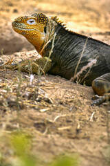 Galápagos Land Iguana, Conolophus subcristatus, Galápagos National Park, Galápagos Islands, UNESCO World Heritage Site, Ecuador, America
