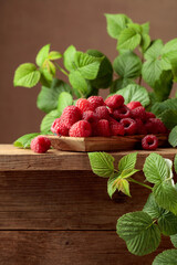 Ripe juicy raspberries with leaves.