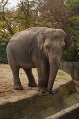 Fototapeta premium An elephant with its trunk down stands in the park and looks into the camera. Baby elephant close-up.