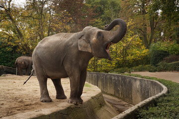 Young elephant with an open mouth and a close-up of its trunk. A roaring elephant in a zoo. An...