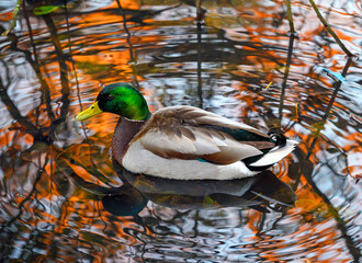 A mallard duck on a lake with red trees at sunset reflected in the water. Kelsey Park, Beckenham,...