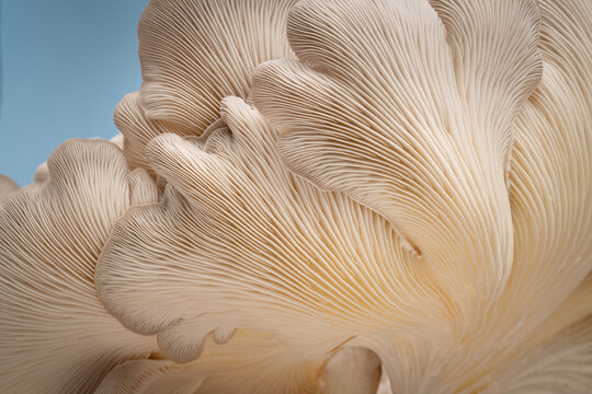 Closeup of the gills and detail of an oyster mushroom
