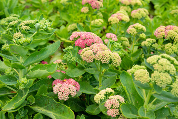 色がつき始めた花