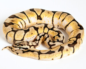 Bumble Bee Ball Python