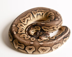 Pewter Ball Python