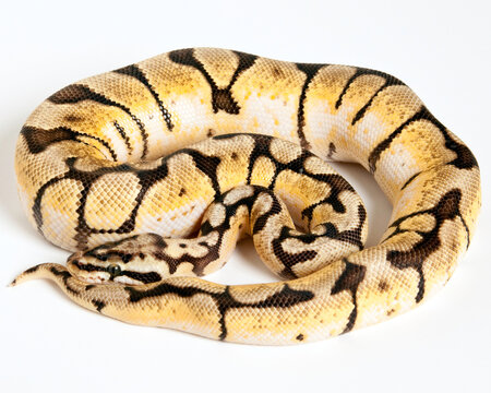 Bumble Bee Ball Python