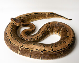 Fototapeta premium Pinstripe Ball Python