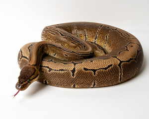 Pinstripe Ball Python