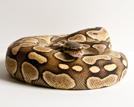 Lesser Ball Python