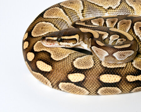 Lesser Ball Python