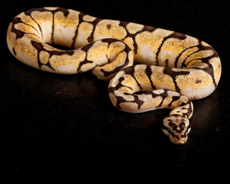 Bumblebee Ball Python on Black Background