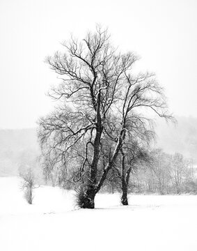 Heavy snow in December in Windsor in Upstate NY.  A high-key shot during a snow storm.  Dark trees stand out against the white of the falling snow in Broome County NY.