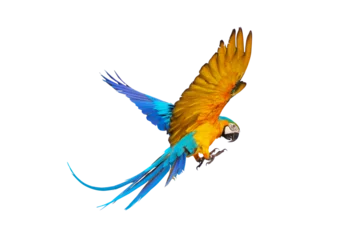 Rolgordijnen Colorful flying parrot isolated on transparent background. © Passakorn