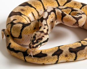 Bumble Bee Ball Python Tongue Flick
