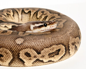 Pewter Ball Python Portrait