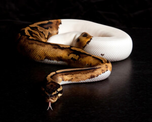 Pied Ball Python Tongue Flick