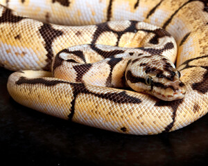 BumbleBee Ball Python Closeup Coil