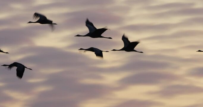 Flock of common cranes in the Camargue, France