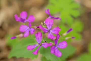Lunaria, honesty, dollar plant, money-in-both-pockets, money plant, moneywort, moonwort, and silver dollar a flower with translucent fruits in the form of coins. Pink perennial flower