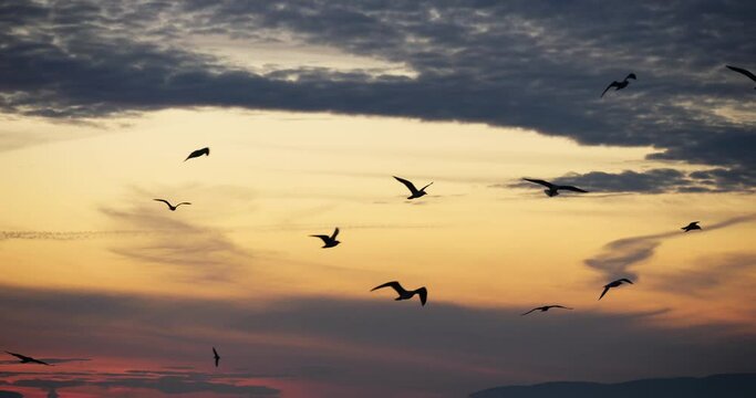 Flock of sea birds at sunset, the Mediterranean sea, France