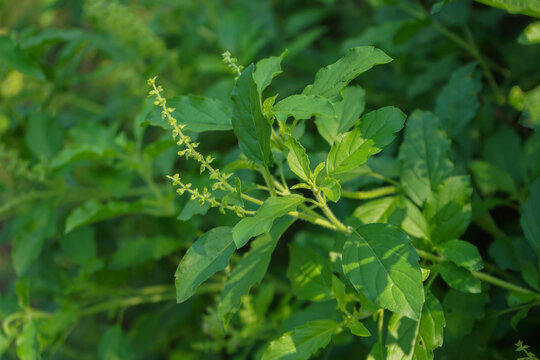 Holy basil tree , Thai basil , Ocimum sanctum L ,Tulsi tree , Ocimum tenuiflorum L