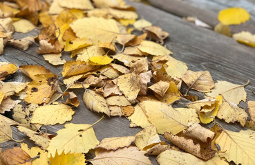 yellow autumn leaves strewn across wooden plank deck background