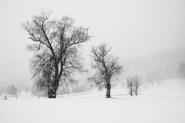 Fototapeta na wymiar Heavy snow in December in Windsor in Upstate NY. A high-key shot during a snow storm. Dark trees stand out against the white of the falling snow in Broome County NY.