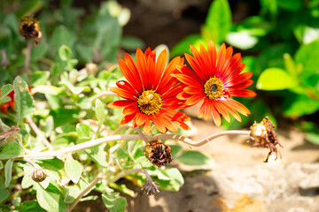 ミツバチがとまっている赤い花