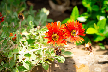 ミツバチがとまっている赤い花