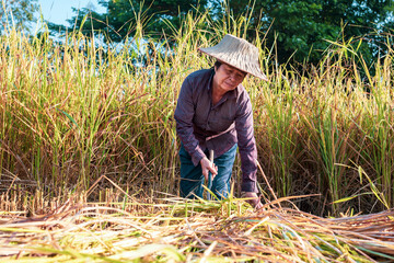 A  seniors Asian woman farmer harvesting rice in a field, rice plants in golden yellow in rural Thailand