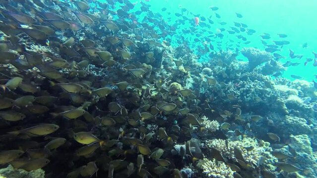 Large school of fish with predominantly brown reef fish, water surface in the background copy space