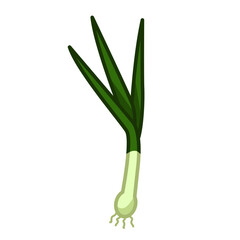 Color Green Onion Fresh Vegetables Vectors Illustration