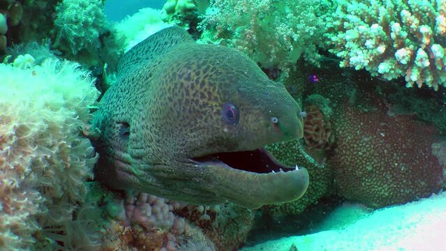 Portrait of a Giant moray (Gymnothorax javanicus) that sticks its head out of a coral crevice and opens its mouth in time with breathing, front view.