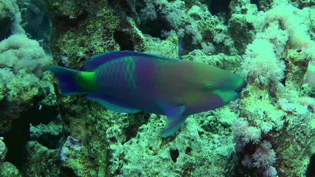 Heavybeak parrotfish (Chlorurus gibbus) bite hard corals with powerful teeth in search of food.